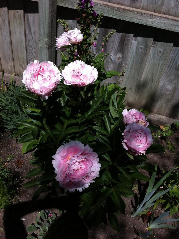 Garden Bed&Breakfast Christchurch Exterior foto