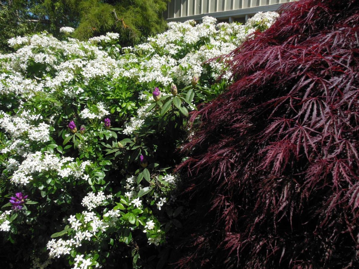 Garden Bed&Breakfast Christchurch Exterior foto